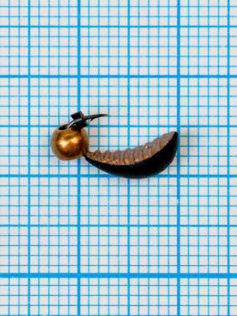 Мормышка Водяной ослик (Asellus aquaticus) 0,85/4, чёрно-золотистый, латунный шар золото